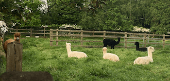 Cropped photo of sheep in grass