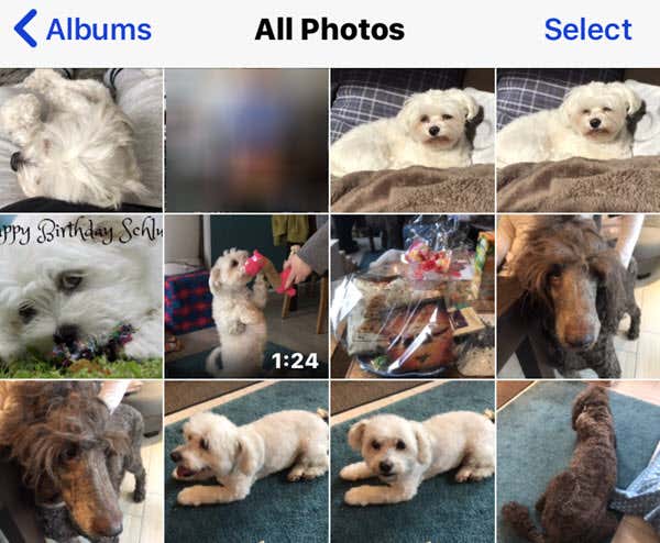 All Photos window with pictures and video of dogs