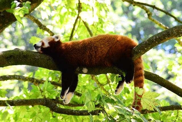 A cat-like animal asleep on a tree branch