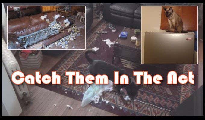 Images of cats and dogs destroying furniture with caption "Catch Them In The Act"