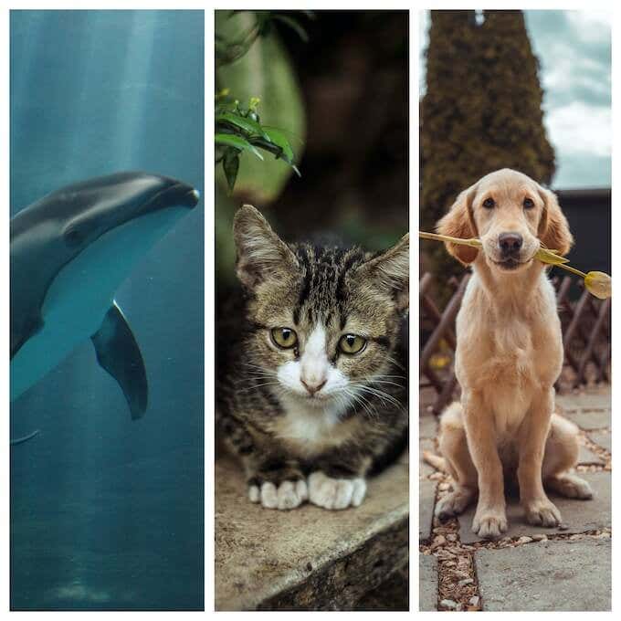 Dolphins, Grey Tabby Kitten, and Dog With Flower lock screens